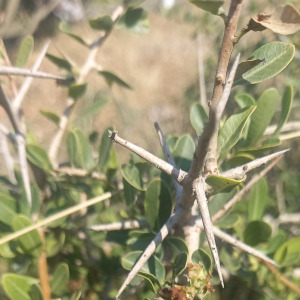 Schinus engleri