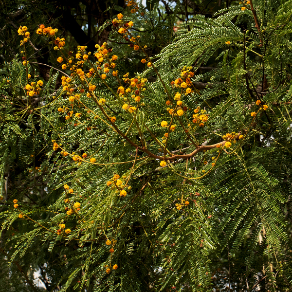 Vachellia amythethophylla