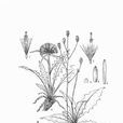 烏恰風毛菊 烏恰風毛菊