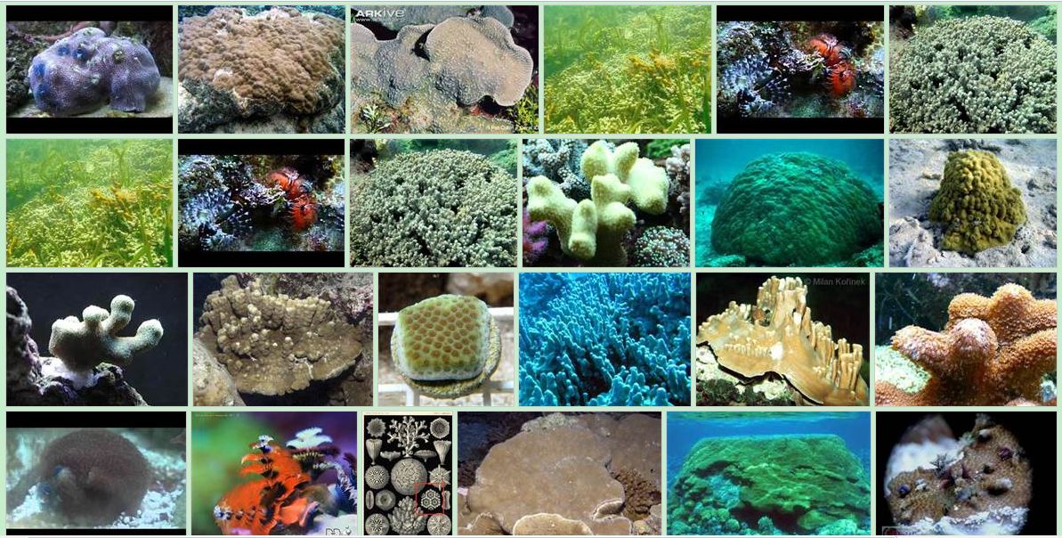 濱珊瑚屬