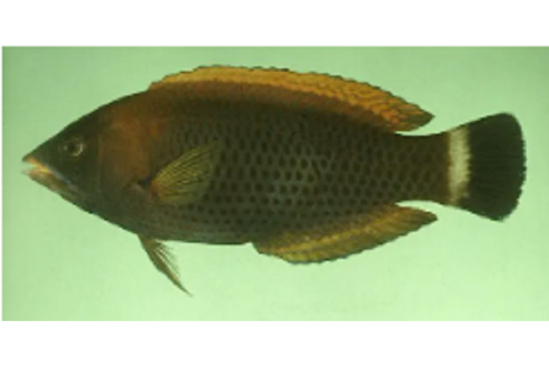 擬鑿牙魚屬 擬鑿牙魚屬
