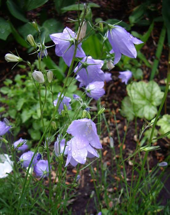 藍鐘花族 藍鐘花族