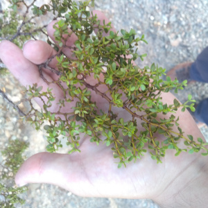 Larrea divaricata