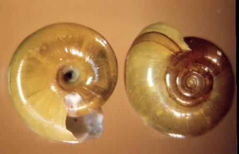 扁卷螺