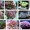 杯形珊瑚屬