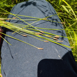 Eleocharis erythropoda