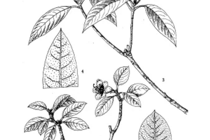 朵花杜鵑 朵花杜鵑