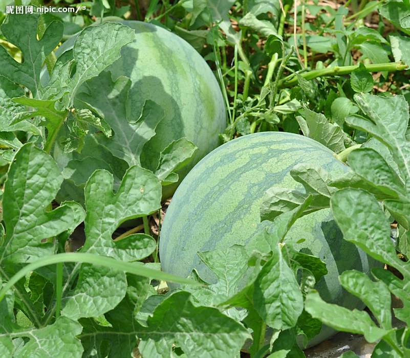 農科大11號 農科大11號
