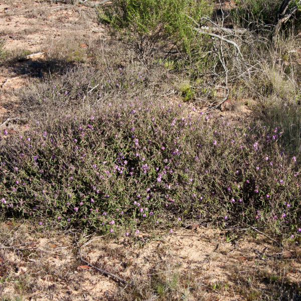 Guichenotia angustifolia