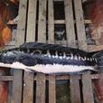多曼魚 多曼魚