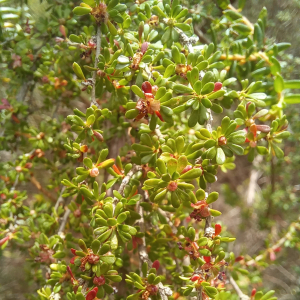 Cliffortia serpyllifolia