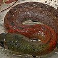 頸槽蛇屬 頸槽蛇屬