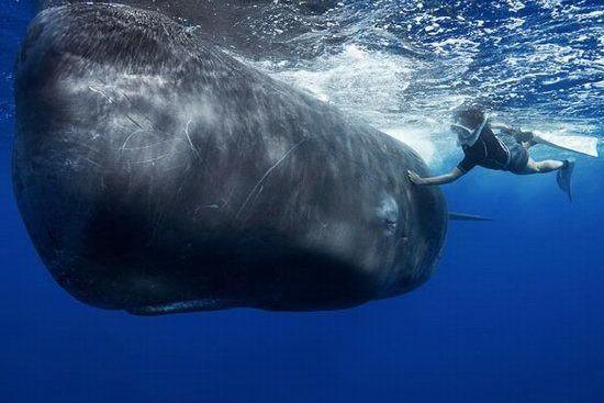 世界最大鯨魚保護區