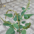 皺果莧