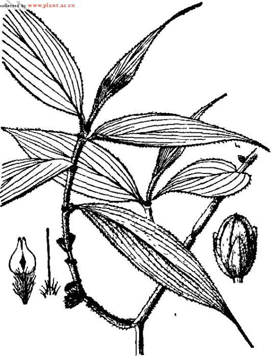 孔藥花屬 孔藥花屬