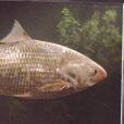 鰣(三黎魚)