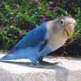 費氏鈷藍色牡丹鸚鵡