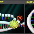 real time pcr real time pcr