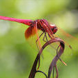 紅蜻蜓(昆蟲綱蜻蜓目昆蟲)