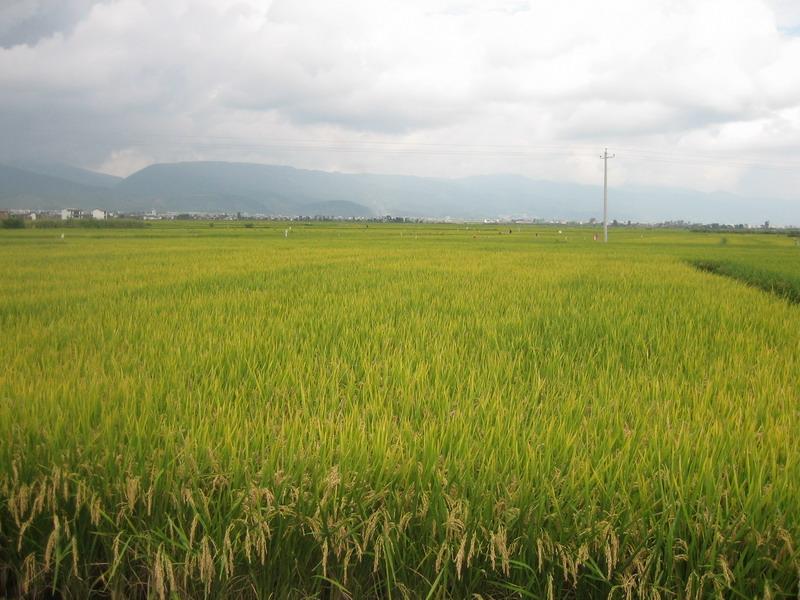 中大茨坪村水稻種植業