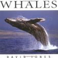Whales(Firefly Books Ltd出版的圖書) Whales(Firefly Books Ltd出版的圖書)