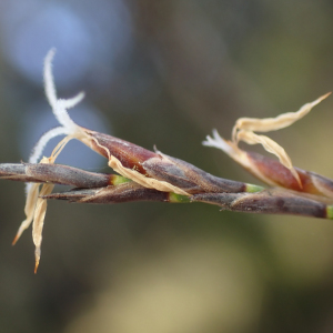 Lepidosperma apricola