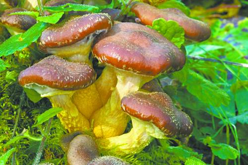 迷幻蘑菇