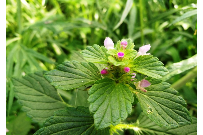 鼬瓣花(木蘭綱唇形目唇形科鼬瓣花屬植物) 鼬瓣花(木蘭綱唇形目唇形科鼬瓣花屬植物)