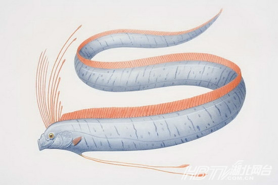 皇帶魚(地震魚)