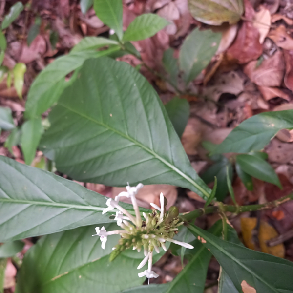 Odontonema albiflorum