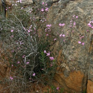 Podalyria pearsonii