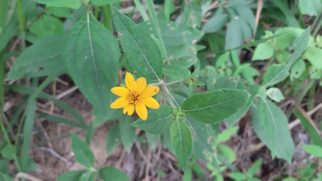 Wedelia acapulcensis
