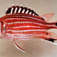 點鰭棘鱗魚 點鰭棘鱗魚