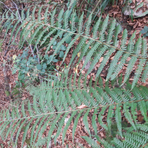 Dryopteris pseudodisjuncta