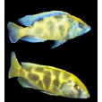 維納斯魚 維納斯魚