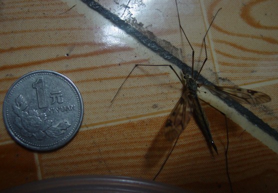 大蚊和一元硬幣的對比