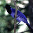 紫藍鴉