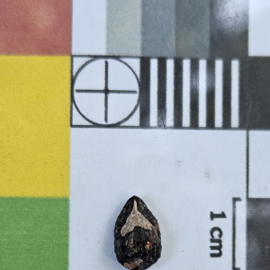 Protium giganteum