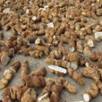 粉防己(草藥) 粉防己(草藥)