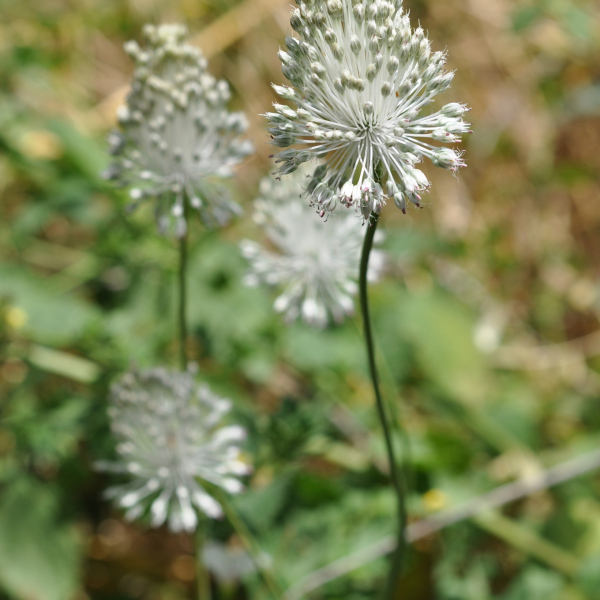 Allium guttatum