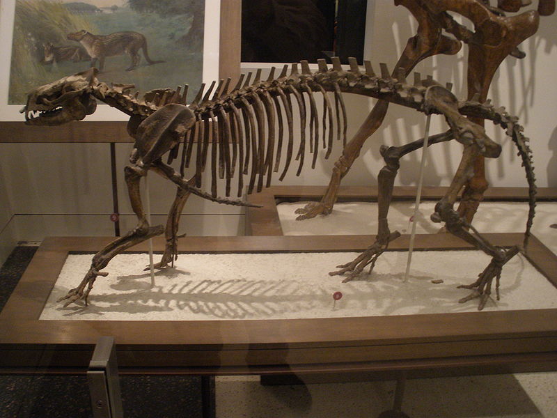 原蹄獸骨骼化石