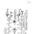 小連翹(植物)