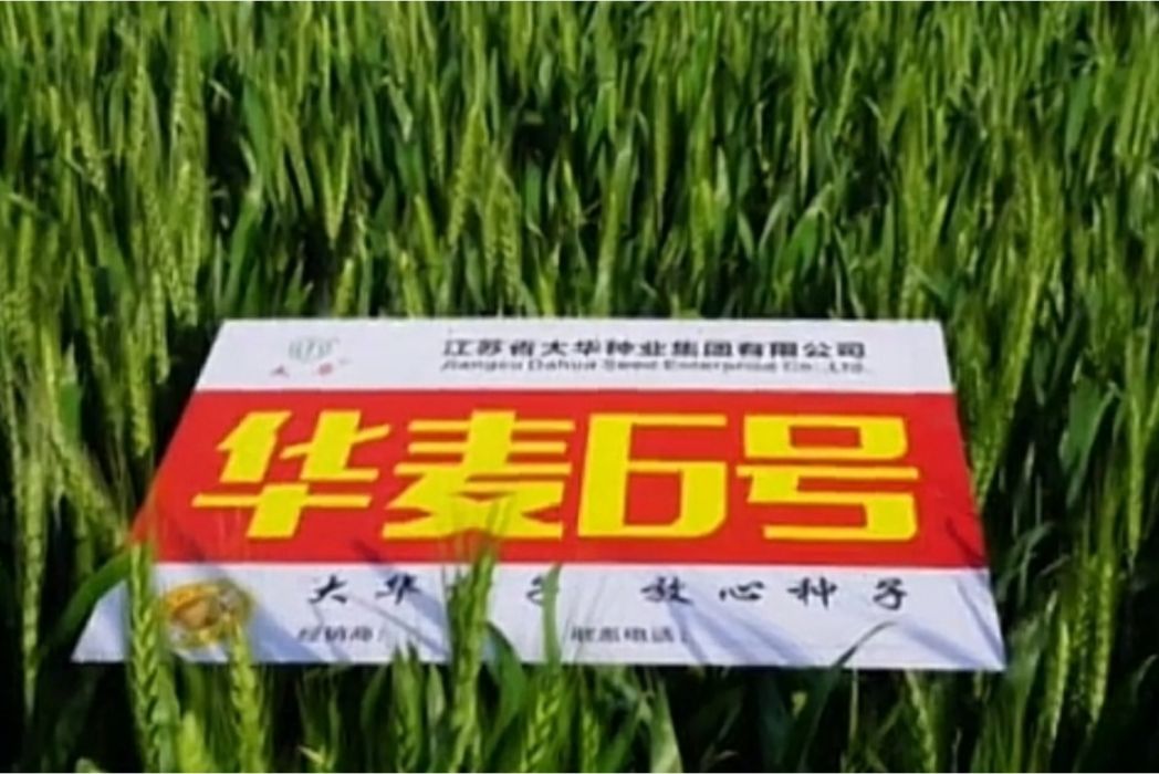 華麥6號(國審麥2016004) 華麥6號(國審麥2016004)