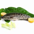 黑魚(火頭魚) 黑魚(火頭魚)