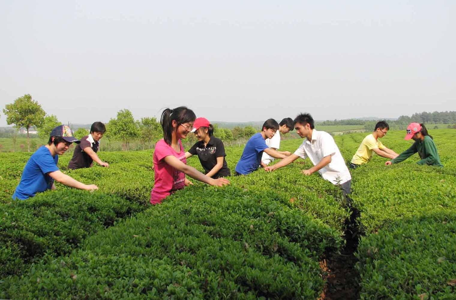 安徽農業大學茶與食品科技學院