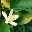 檸檬花 檸檬花