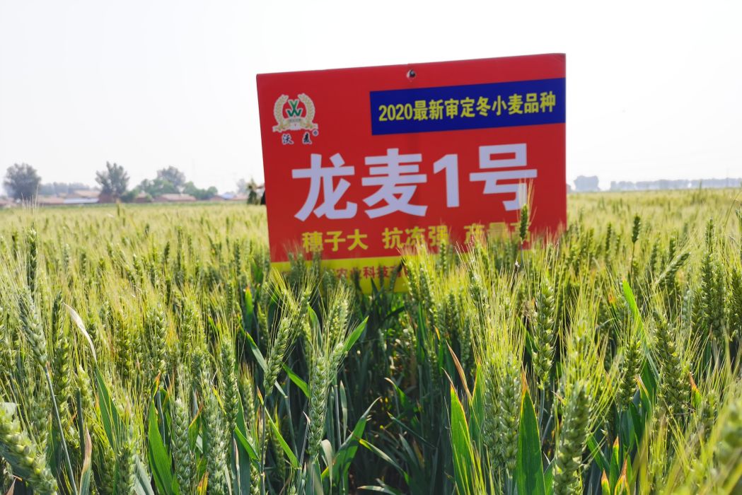 龍麥1號 龍麥1號