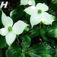 四照花屬 四照花屬