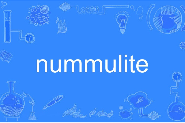 nummulite nummulite