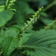 香簡草 香簡草